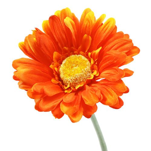 Floristik24 Gerbera Orange Ø10cm L55cm 6St