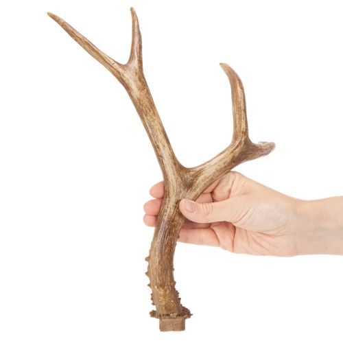 Künstliches Geweih aus Polyresin in natürlicher Optik 32cm | Floristik24.ch