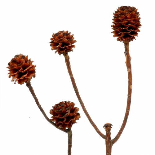 Glabrum Leucospermum Getrocknete Blüten 25-40cm 25 St