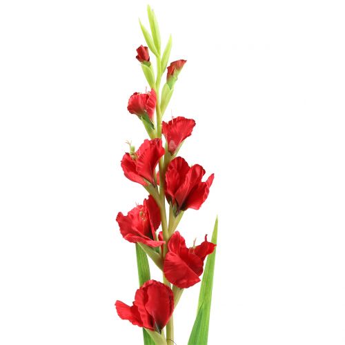 Floristik24 Gladiole Rot 93cm