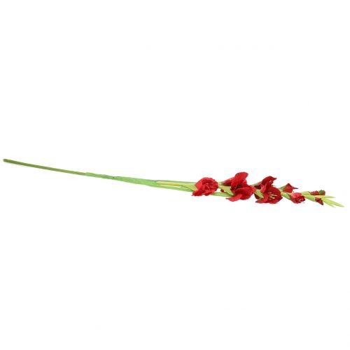 Floristik24 Gladiole Rot 93cm