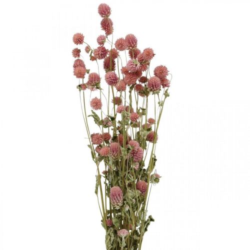 Floristik24 Kugelamarant, Gomphrena Globosa, Sommerblume, Trockenblume Pink L49cm 50g