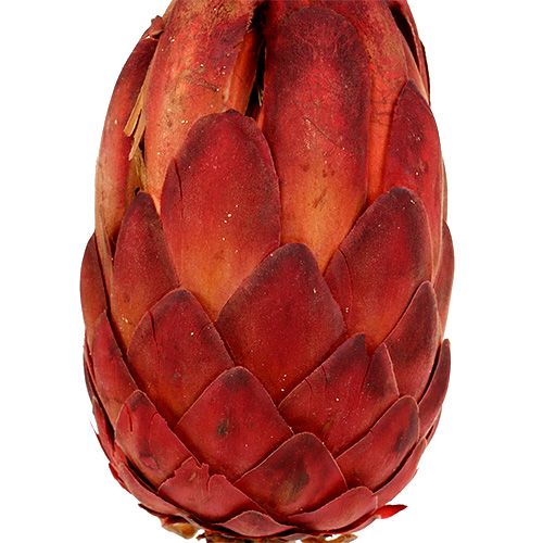 Artikel Grandiceps rot 25 St