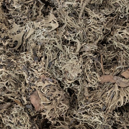 Dekomoos Graumoos 500g für kreative Gestaltung und Dekoration | Floristik24.ch