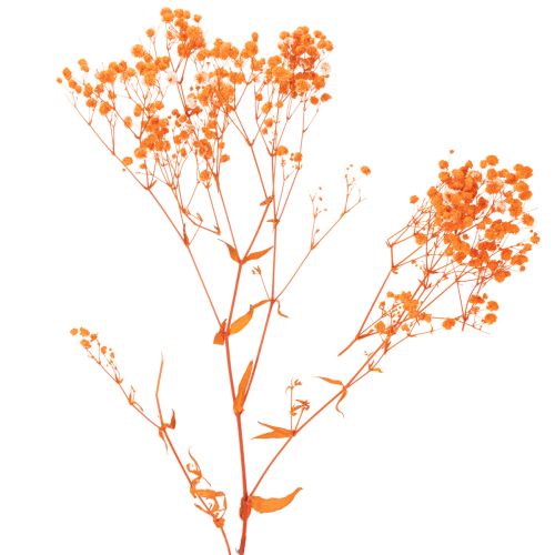 Schleierkraut Trockenblumenstrauss Gypsophila Orange 75cm 100g | Floristik24.ch
