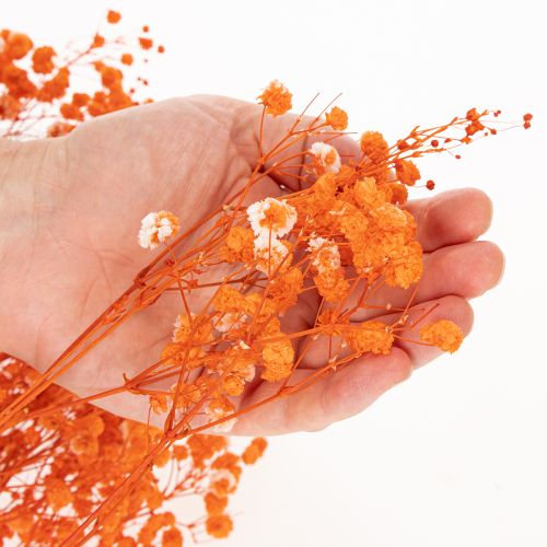 Schleierkraut Trockenblumenstrauss Gypsophila Orange 75cm 100g | Floristik24.ch