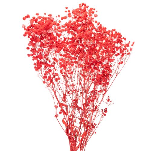 Trockenblumen Gypsophila Bund Rot 75 cm 100 g online kaufen | Floristik24.ch