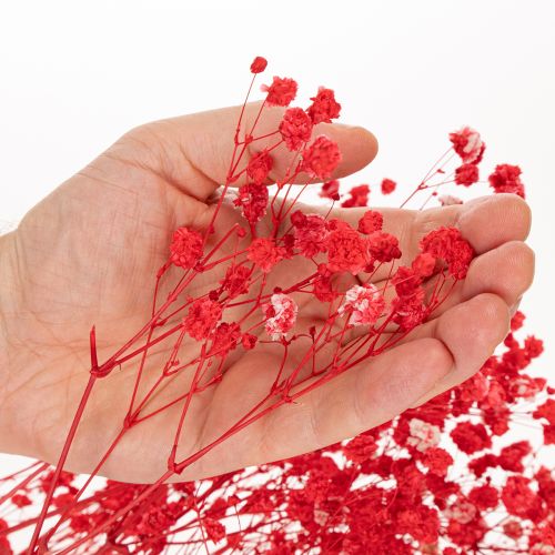 Trockenblumen Gypsophila Bund Rot 75 cm 100 g | Floristik24.ch