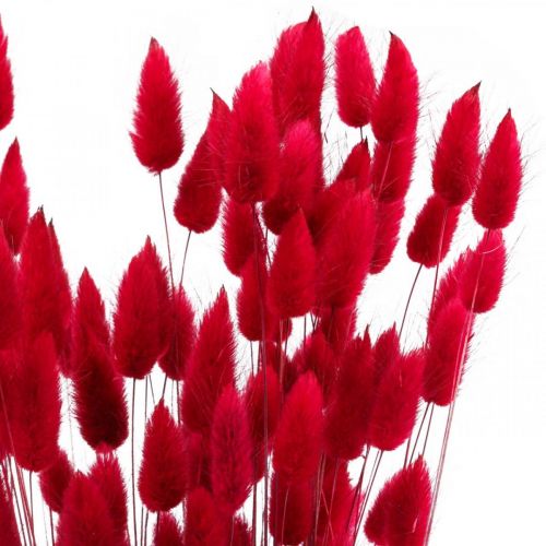 Artikel Hasenschwanzgras Lagurus Getrocknet Rot 60cm 50g Trockenblumen Deko