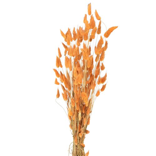 Lagurus Getrocknet Hasenschwanzgras Apricot Deko-Trockenblumen 55-60cm 50g