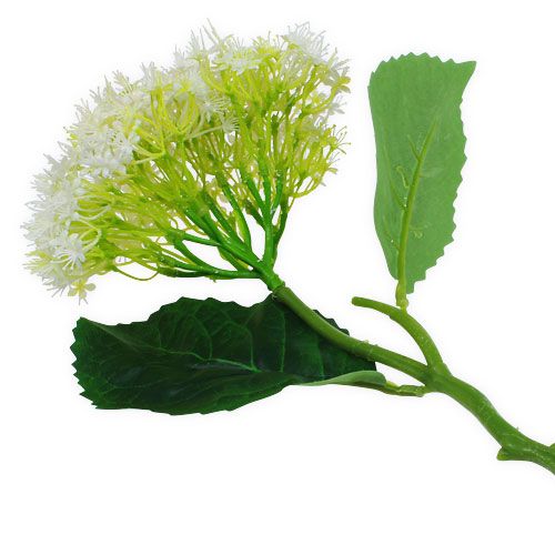 Floristik24 Holunder Weiß 42cm