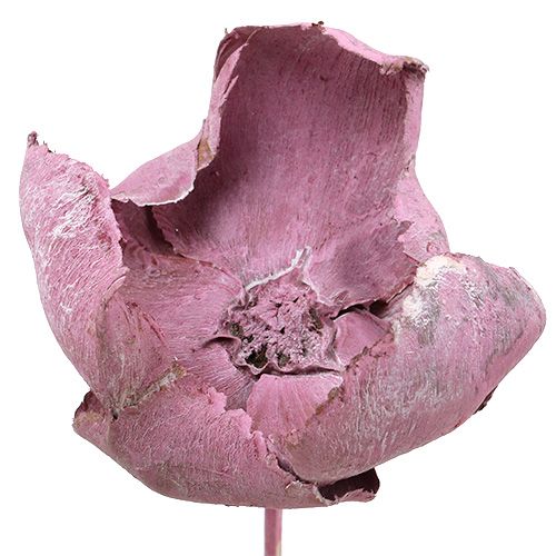 Holzblume, Palm Cup Mix Rosa-Erika 25St
