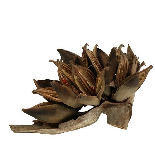 Floristik24 Holzdeko Penca Sororoca Natur 1 St