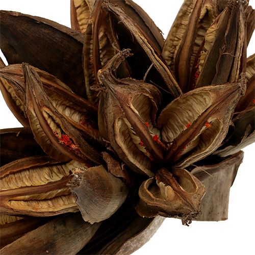 Floristik24 Holzdeko Penca Sororoca Natur 1 St