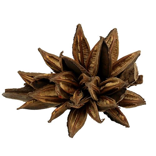 Floristik24 Holzdeko Penca Sororoca Natur 1 St