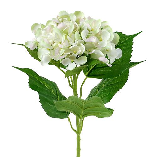 Hortensie Weiß-Grün 60cm | Floristik24.ch