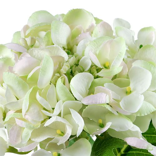 Artikel Hortensie Weiß-Grün 60cm