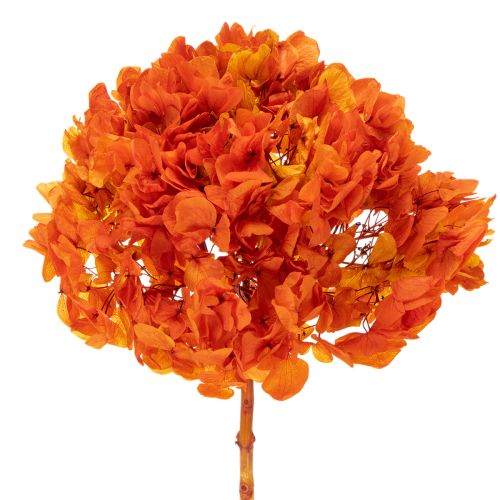Konservierte Hortensie orange 60 cm mit grosser Blüte