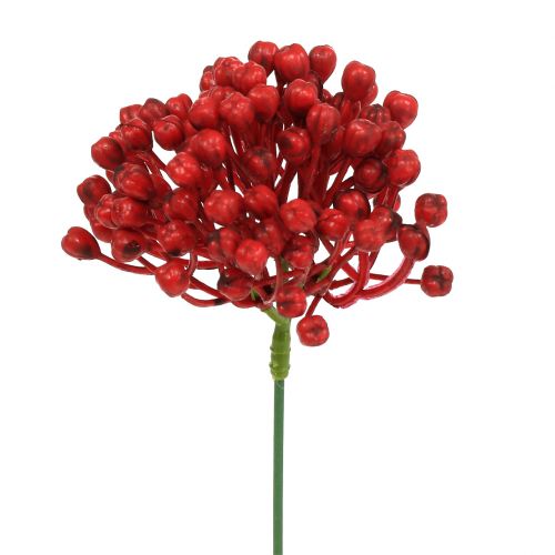 Floristik24 Hortensienknospenpick 22cm Rot 12St