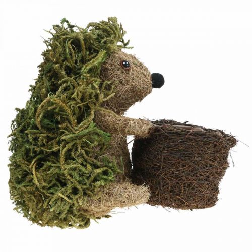 Floristik24 Igel mit Korb Grün, Herbstdeko zum Bepflanzen, Deko-Pflanzkorb H24cm Ø9,5cm