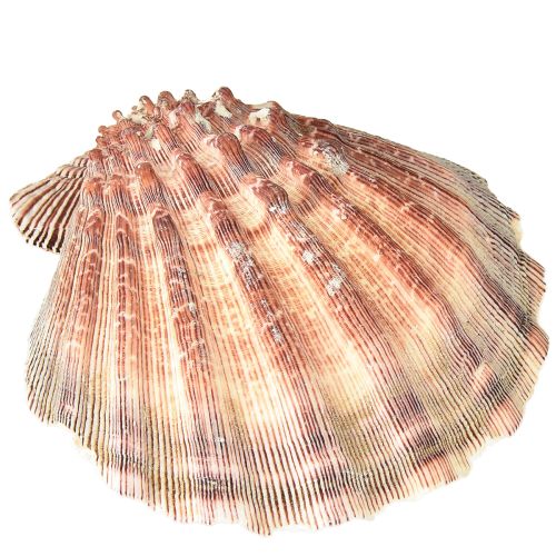 Floristik24 Echte Jakobsmuscheln natur – maritimer Flair natur 1 kg