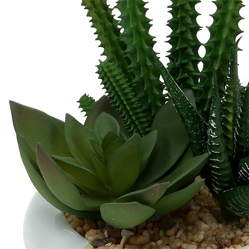 Floristik24 Kakteen im Topf Ø12cm 1 St