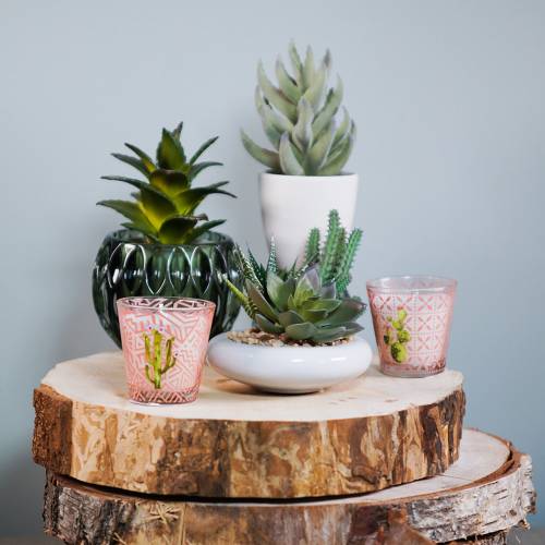 Floristik24 Kakteen im Topf Ø12cm 1 St