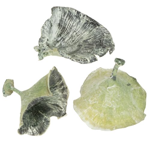 Floristik24 Kalix Pilz Grün, Weiß gewaschen 100 St