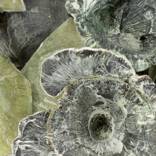 Artikel Kalix Pilz Grün, Weiß gewaschen 100 St