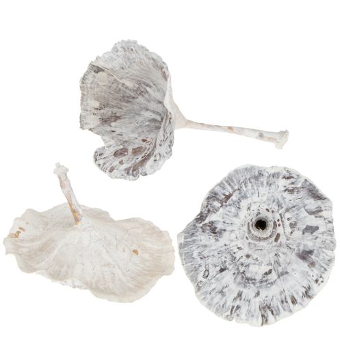 Floristik24 Kalix Pilz Weiß gewaschen 100 St