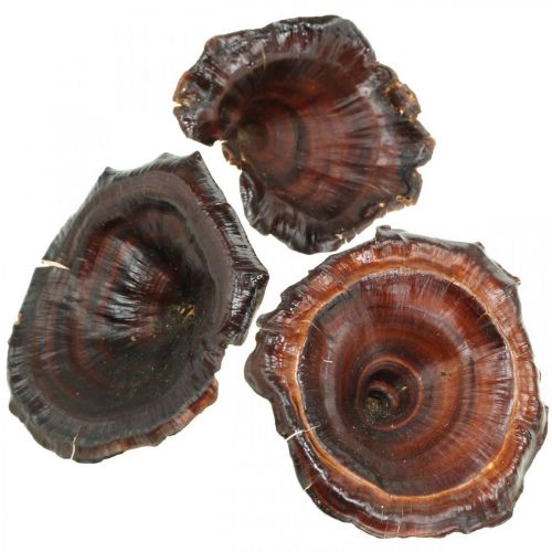 Artikel Kalix Pilz Natur lackiert Trockenpilze Deko Groß 50St