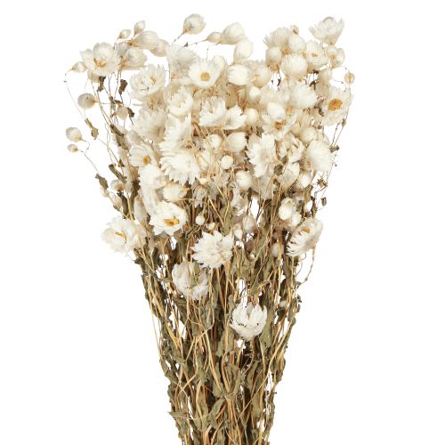Floristik24 Kamille Trockenblumen Deko Blumen Weiß Bund 65cm 50g