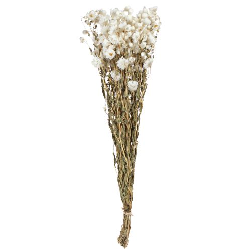 Floristik24 Kamille Trockenblumen Deko Blumen Weiß Bund 65cm 50g