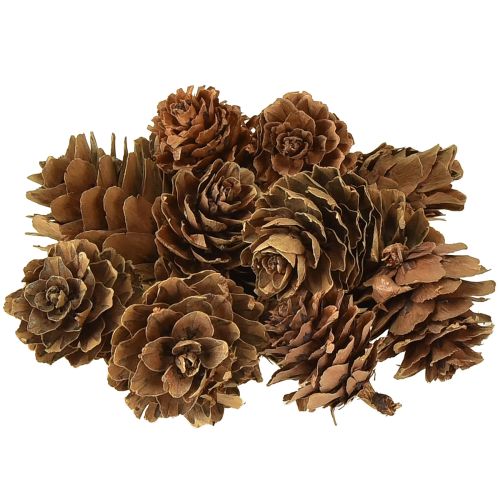 Floristik24 Kiefernzapfen Natur Kleine Zapfen Deko im Netz 2,5-3,5cm 300g