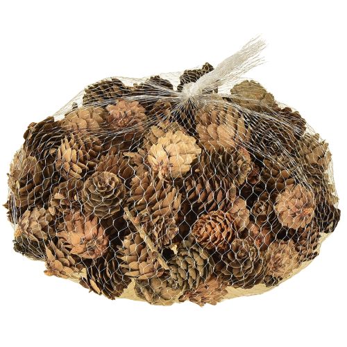 Kiefernzapfen Natur Kleine Zapfen Deko im Netz 2,5-3,5cm 300g | Floristik24.ch