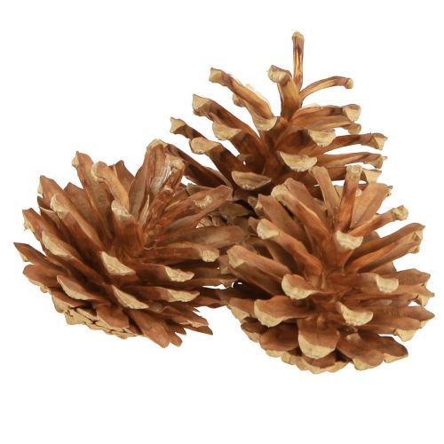 Floristik24 Kiefernzapfen Waldkiefer Pinus sylvestris H3–5cm 1kg