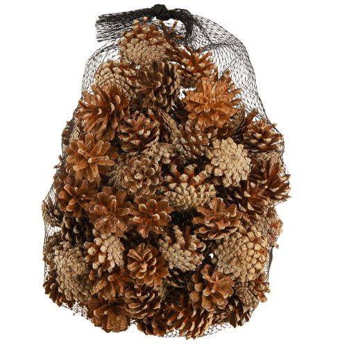 Floristik24 Kiefernzapfen Waldkiefer Pinus sylvestris H3–5cm 1kg