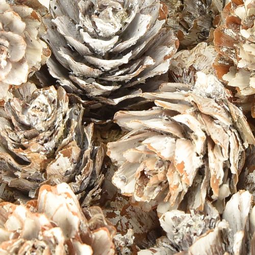 Floristik24 Kiefernzapfen geweißt Kleine Zapfen Deko im Netz 2,5-3,5cm 500g