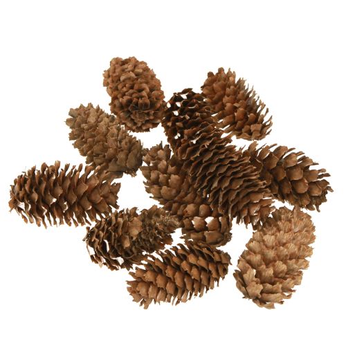 Kleine Hemlockzapfen Deko Natur Zapfen Advent 3-4cm 100g