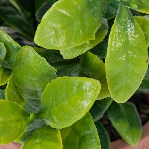 Artikel Kunstpflanze im Blumentopf mit realistischer Textur für Innenräume und Dekoration 18cm 3St