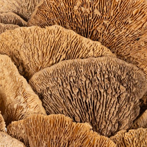 Baumschwamm-Kranz naturfarben 37cm für Tür- und Wanddekoration | Floristik24.ch