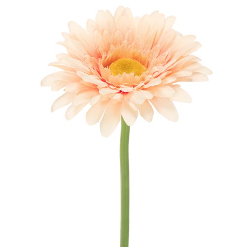 Künstliche Gerbera Blume Apricot 47cm Kunststoff 6St online kaufen | Floristik24.ch