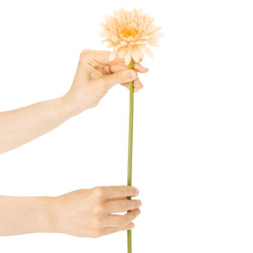 Knstliche Gerbera Blume Apricot 47cm Kunststoff | Floristik24