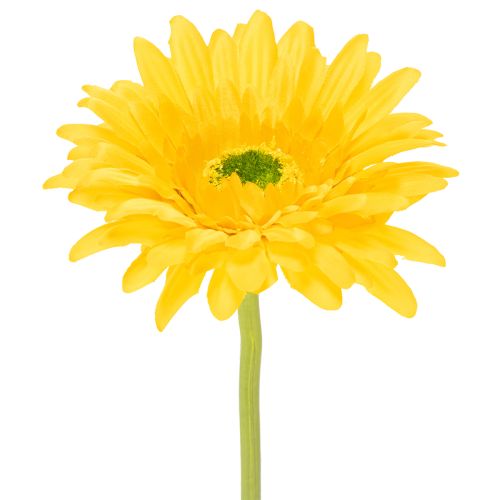 Künstliche Gerbera in Sonnengelb, 47 cm, Kunststoff und Metall 6St online kaufen | Floristik24.ch