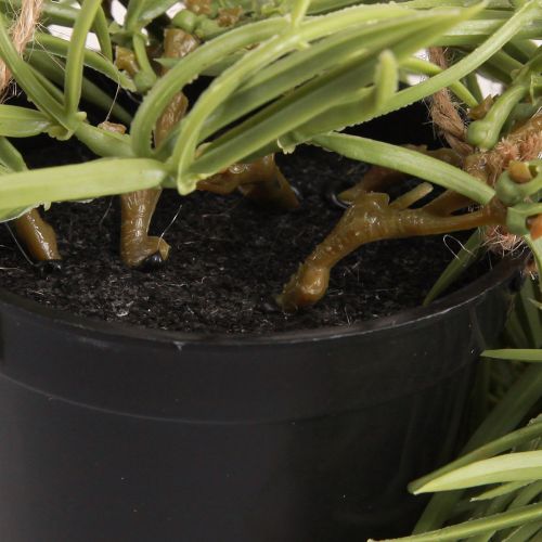 Artikel Künstliche Sukkulente Hängepflanze im schwarzen Topf 60 cm - Langlebige Innendekoration