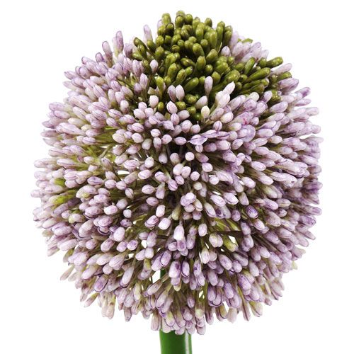 Artikel Kunstblumen Allium Lila Ø10cm L65cm
