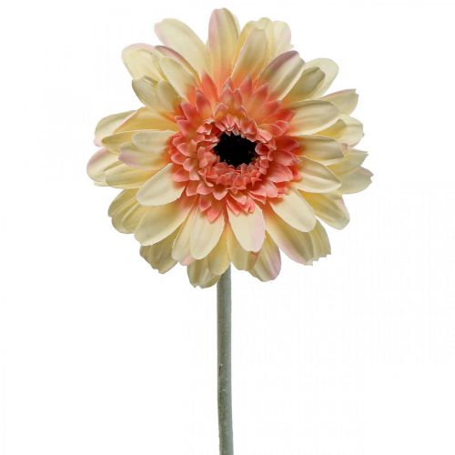 Floristik24 Künstliche Gerbera Blume Kunstblume Apricot Ø11cm L50cm