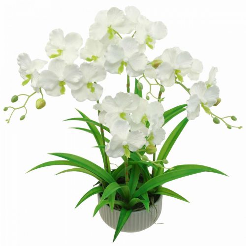 Floristik24.ch Künstliche Orchideen Kunstblumen im Topf Weiß 60cm-07749