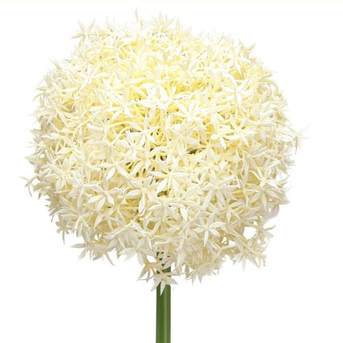 Floristik24 Künstlicher Allium Creme Weiß Zierlauch Ø18cm L90cm