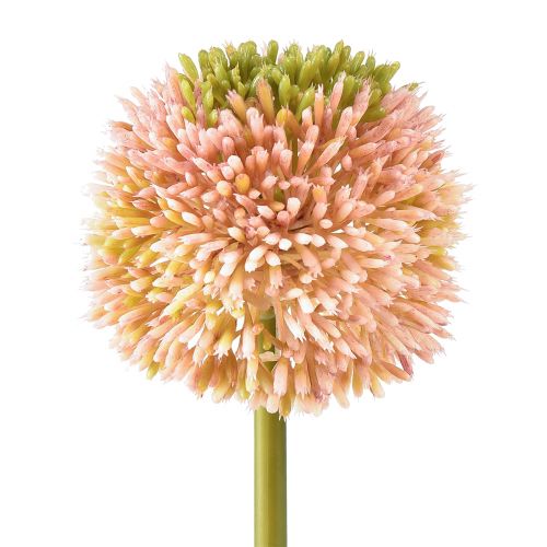 Floristik24 Künstlicher Allium Zierlauch Rosa Grün Ø10cm L65cm
